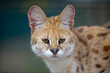 Portrait of wild cat Serval in natural habitat with blurred background. The scientific name is Leptailurus serval. The Serval is a spotted wild cat native to Africa.