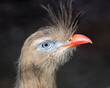 Close up portrait of big bird Red-legged seriema, Cariama cristata