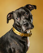 © laetitiae - studio portrait of a short-haired black dog with a gold collar