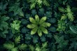 Aerial view of a dense forest with lush green plants and leaves creating patterns and symmetry