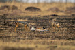 Two black-backed jackals stand by gazelle carcase