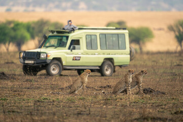 Canvas Print - Three cheetahs sit on savannah near jeep