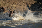 Fototapeta Konie - Two blue wildebeest crossing river in spray