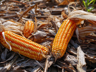 Wall Mural - Close-up of Dried corn cobs on on dry corn leaves after harvest