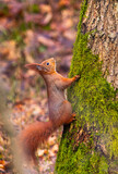 Fototapeta Na ścianę - Squirrel climbing up a tree trunk