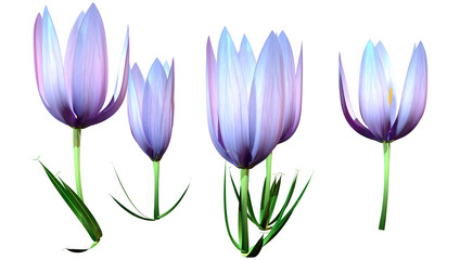 Wall Mural - 3D Rendering Crocus Flowers on White