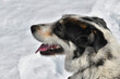 The young dog of the Biellese Shepherd breed plays in the snow.