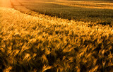 Fototapeta Maki - Łany Zbóż Oświetlone zachodzącym Słońcem 