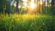 green grass with blurred tree park background with sunlight