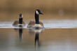 Canada Goose (Branta canadensis) swimming on a lake on the Somerset Levels in Somerset, United Kingdom.