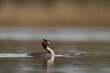 Great Crested Grebe (Podiceps cristatus) swimming on a lake in the Somerset Levels, Somerset, United Kingdom.