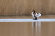 Great Crested Grebe (Podiceps cristatus) flapping its wings on a lake in the Somerset Levels, Somerset, United Kingdom.   