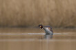 Great Crested Grebe (Podiceps cristatus) shaking and spraying water droplets off its plumage on a lake in the Somerset Levels, Somerset, United Kingdom.