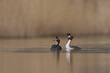 Great Crested Grebe (Podiceps cristatus) courtship on a lake in the Somerset Levels, Somerset, United Kingdom.