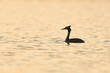 Backlit Great Crested Grebe (Podiceps cristatus) swimming on a lake in the Somerset Levels, Somerset, United Kingdom.