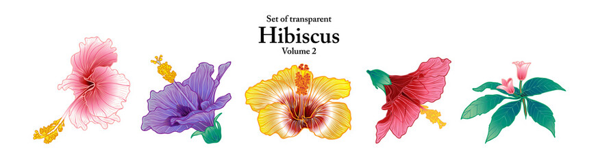 Wall Mural - A series of isolated flower in cute hand drawn style. Hibiscus in vivid colors on transparent background. Drawing of floral elements for coloring book or fragrance design. Volume 2.