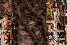 Dry Ivy Or Wild Grape Wine Body And Roots Cover White Metal Fence, Texture Of Dead  Dried Plant