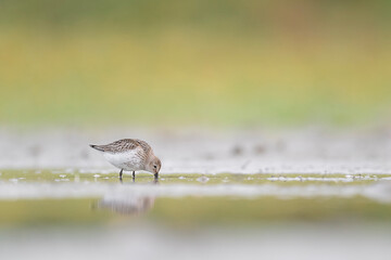 Wall Mural - Hunting in the wetlands, fine art portrait of Dunlin (Calidris Alpina)