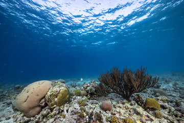 Wall Mural - Marine life with fish, coral, and sponge in the Caribbean Sea