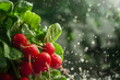 Fresh radishes with water droplets in vibrant detail