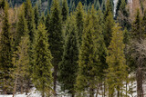 Fototapeta Las - pine trees in the forest