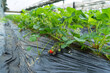 Row of fresh strawberry fruits. Raw organic healthy food in garden farm. Cooking and eating products. Vitamin. Cultivation