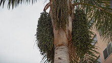 A Close-up View Of The Abundant Green Fruits Of A Palm Tree, Set Against The Backdrop Of A Residential Area In Murcia, Spain.