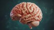 3d human brain on isolated background