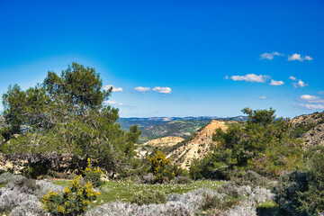 Wall Mural - Spring landscape with pines, flowers and limestone rocks along the Genesis Aphrodite’s Trail near Pissouri, south coast of Cyprus
