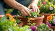 © Pungu x - Close view hands planting colorful flowers terracotta pot, greenhouse plants encircle