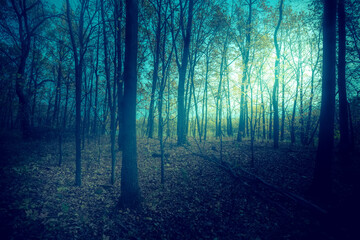 Poster - dark, mystic, magic, fairytale trails into the forest into an autumn foggy day.