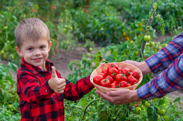 Poster - a farmer man and his son pick tomatoes. Selective focus