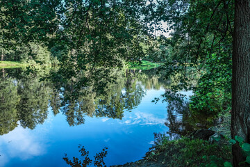 Reflection of green branches in the lake water on a summer day.