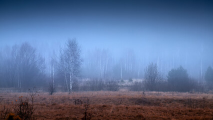 Poster - dark, mystic, magic, fairytale trails into the forest into an autumn foggy day.