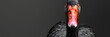 a close up of a black swan with a red beak and orange eyes on a black background with a black background.