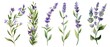 Artistic set of watercolor lavender and thyme clipart, capturing the essence of forest herbs with delicate flowers and leaves, isolated on white background.
