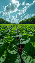 Under The Blue Sky And White Clouds, There Are Endless Soybean Fields. AI Generative