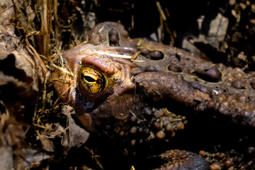 Wall Mural - a toad emerges from its winter hibernation and easily blends in with the brown dead leaves covering 