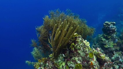 Wall Mural - Coral reef in the deep tropical sea. Marine life in the ocean, underwater video. Scuba diving on the colorful healthy coral reef. Aquatic wildlife, corals in the blue water.