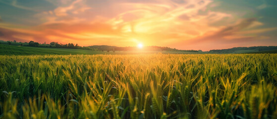 Canvas Print - A field of tall grass with a sun setting in the background