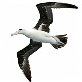 Fototapeta  - Black and White Bird Flying in the Sky