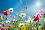 Fototapeta  - Wiese mit Wildblumen im Sommer mit strahlendem Sonnenschein