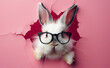 Bunny in Sunglasses