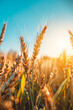 Growing wheat with sunlight and blue sky in the morning, Generative AI,