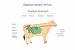 Ruminant digestion system with inner digestive structure outline diagram. Labeled educational scheme with rumen, reticulum, omasum and abomasum vector illustration. Veterinary concept.