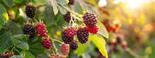 Blackberries Grow In The Garden. Ripe And Unripe Blackberries On A Bush. Generative AI,