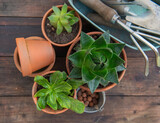 Fototapeta Tulipany - top view on succulent  potted and gardening equipment on wooden table background