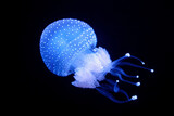 Fototapeta Do pokoju - Tropical Jellyfish Phyllorhiza punctata white-spotted jellyfish aka floating bell, Australian spotted jellyfish underwater