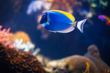 Fototapeta Do pokoju - Powder-blue surgeonfish Acanthurus leucosternon aka powder blue tang underwater in sea