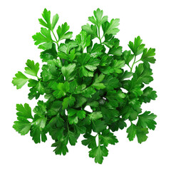 Wall Mural - Fresh parsley herb isolated on transparent background